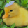 quack