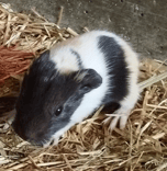 Fukuyama Zoo New Baby Guinea Pig