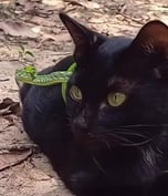 🐈‍⬛ 🐍 