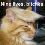 Trump Cat