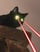 LASERCAT