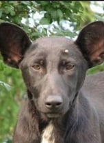 putin dog