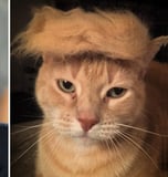 Trump Cat