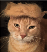 Trump Cat
