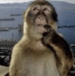 Curious George