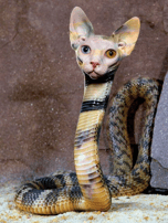 Snake Cat