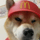 MCDOGE