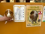 First Mayor Guinea Pig