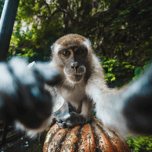 Curious George
