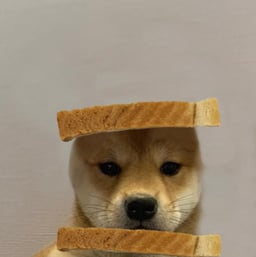 dogwifbread 
