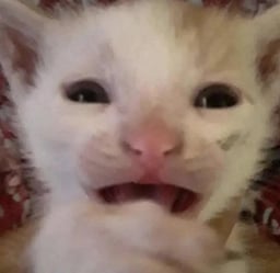 Scaredy Cat
