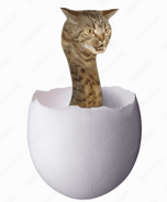 Snake cat hatches from egg