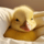 $duck