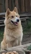 PUTIN'S DOG