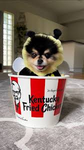 KFCDOG