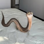cat snake