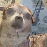PTSD Chihuahua 