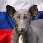 PUTIN DOG