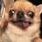 catoshisan's profile picture