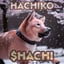 $HACHI