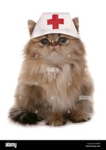 Help Me Heal This Mar-Cat