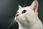 whisker