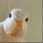 DUKI