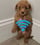 WIFIDOG