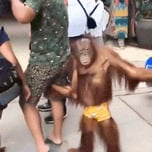 curious george