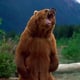 poppabear89
