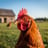 clucksums's profile picture