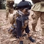 TRENCH DOG