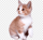 png cat