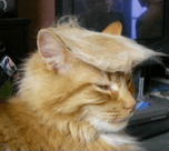 TrumpCat