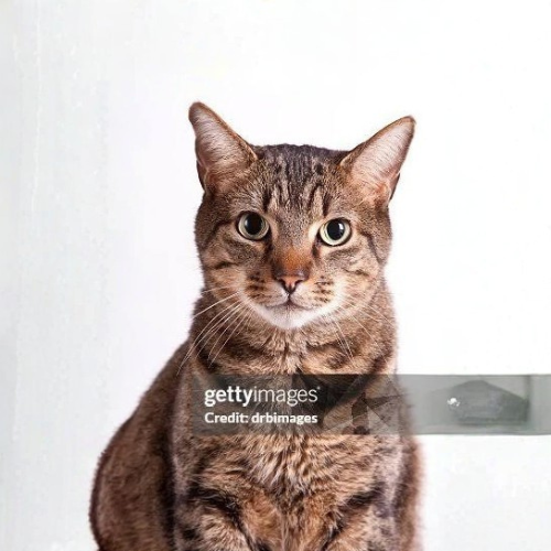 stockcat