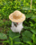 straw hat