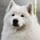 SAMOYED