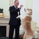 Putin's Dog