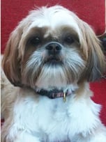 Chewie