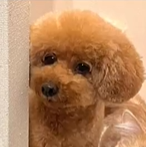 JAPANESE DOG NAMED PUTIN