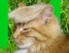 TRUMP CAT