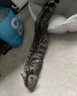 Snake Cat