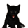 BlackKitty