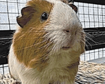 First Hamster to become King