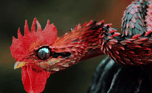 Chicken Snake