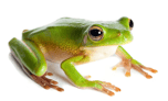 frog