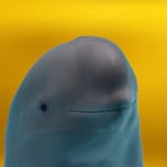 SmiIing DoIphin