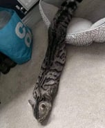 Snake Cat