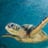 gaga75's profile picture