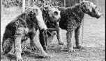 TRENCH DOG